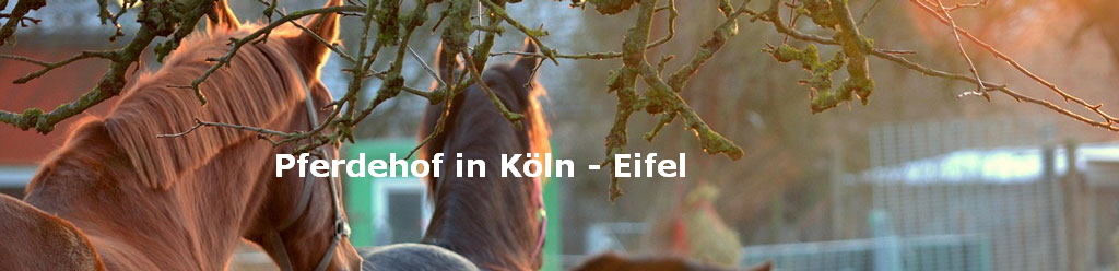 Pferdehof in Köln - Eifel